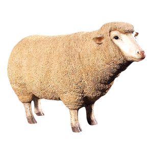Merino Ewe Life Size / Sheep Resin Statue - 105cm