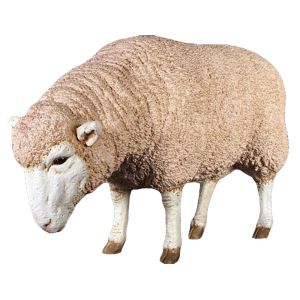 Merino Ewe Grazing Life Size / Sheep Resin Statue 96cm