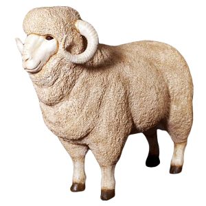 Merino Ram Life Size  Resin Statue - 110cm