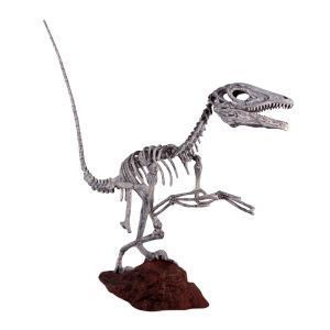 Deinonychus Skeleton